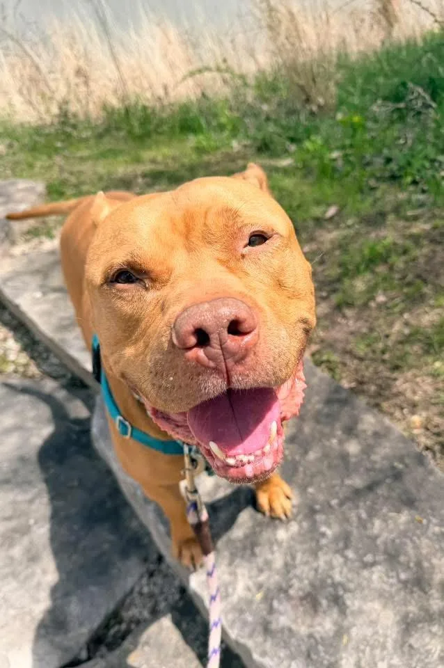 An adult large-sized male American Staffordshire Terrier dog named Paprika Papi for adoption in Wheaton, IL