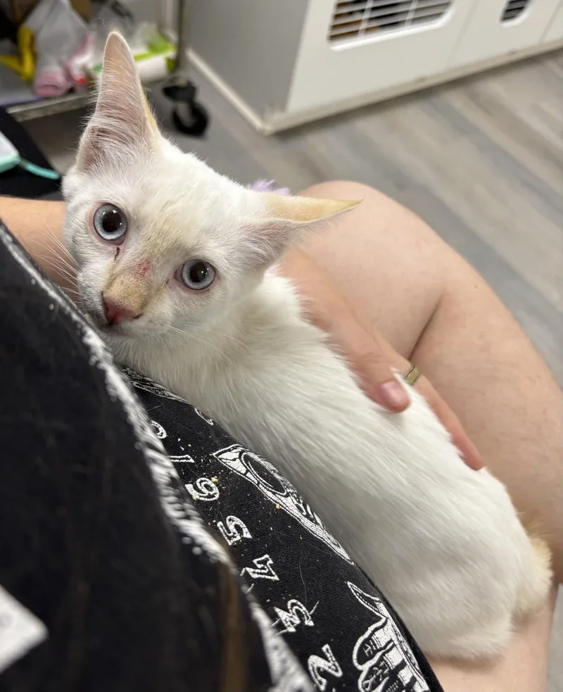 A young medium-sized male White Domestic Short Hair cat named Marcello for adoption in Satellite Beach, FL
