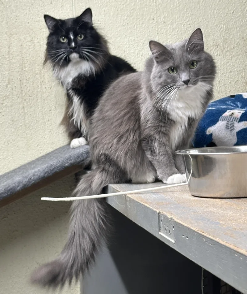 Arden And Nuggetshy Duo