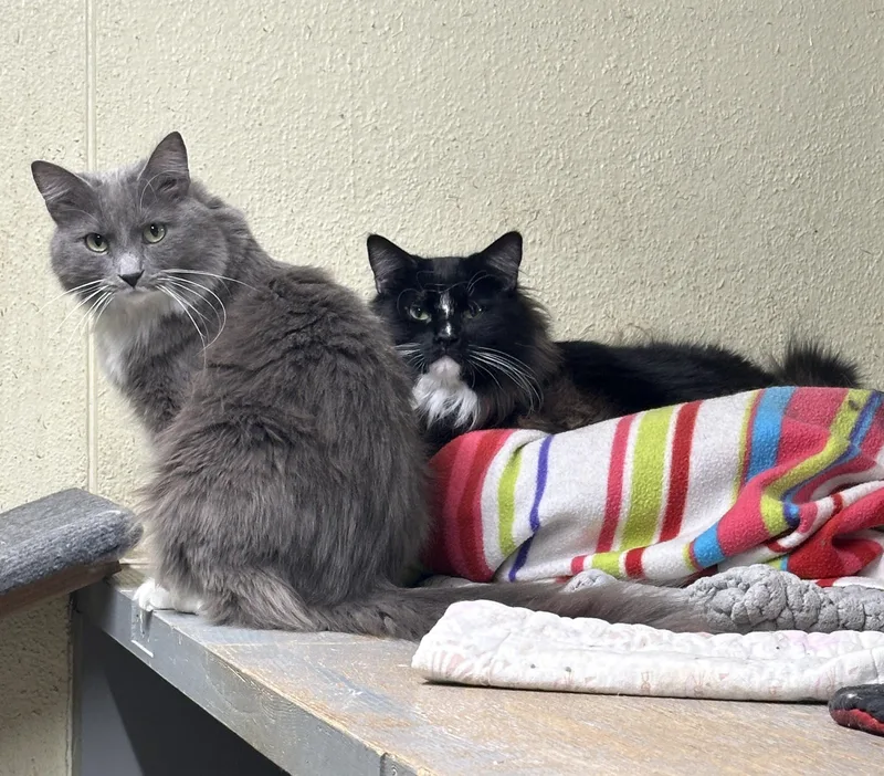 Arden And Nuggetshy Duo thumbnail 2