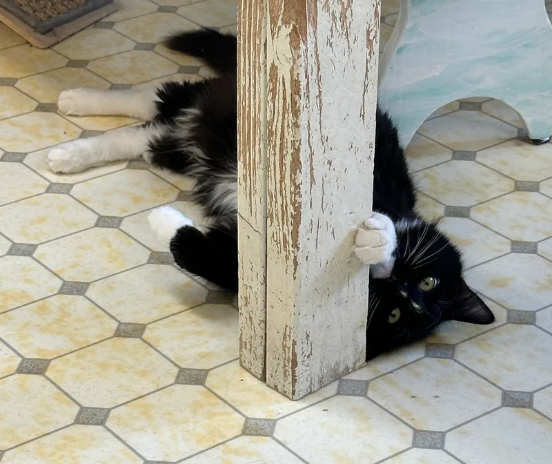 Arden And Nuggetshy Duo thumbnail 3