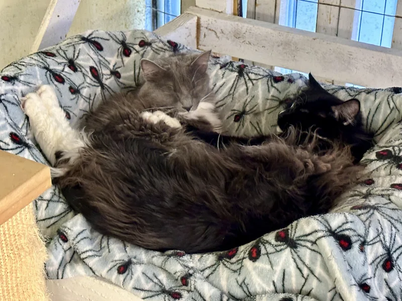 Arden And Nuggetshy Duo thumbnail 4