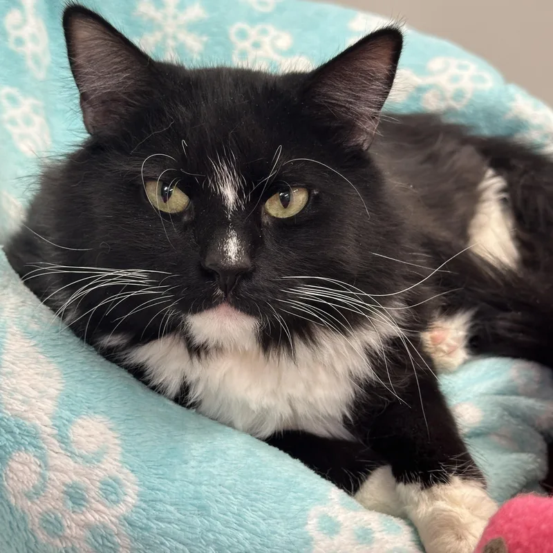 Arden And Nuggetshy Duo thumbnail 5