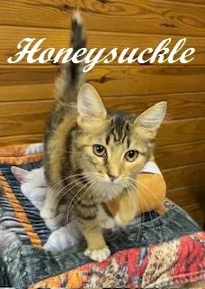 A young medium-sized female Calico cat named Honeysuckle for adoption in Southern Pines, NC