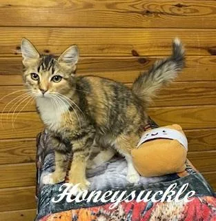 Honeysuckle thumbnail 2