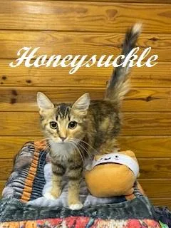 Honeysuckle thumbnail 3