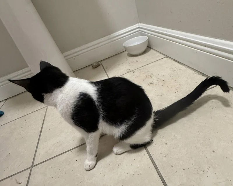 A baby medium-sized female Black & White / Tuxedo Domestic Short Hair cat named Journey for adoption in Oviedo, FL