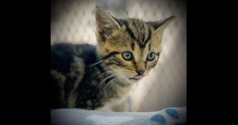 A baby small-sized female Brown / Chocolate Domestic Short Hair cat named Baby for adoption in Chalfont, PA