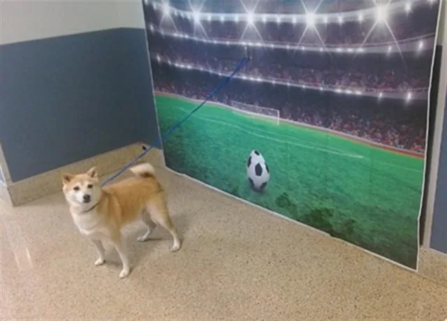 An adult medium-sized male Shiba Inu dog named Rocket for adoption in Miami, FL