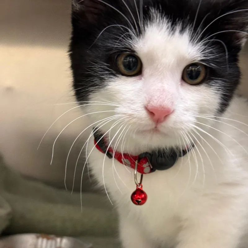A baby small-sized male Domestic Short Hair cat named Warlock for adoption in Park City, UT