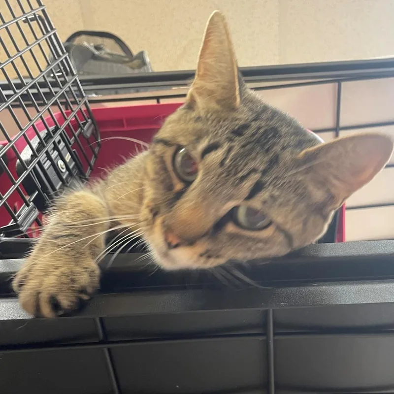 A young medium-sized female Domestic Short Hair cat named Pawrbara Walters for adoption in Norman, OK