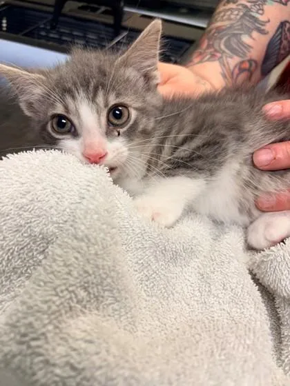 A young medium-sized male Domestic Short Hair cat named Crunchwrap for adoption in Kansas City, MO