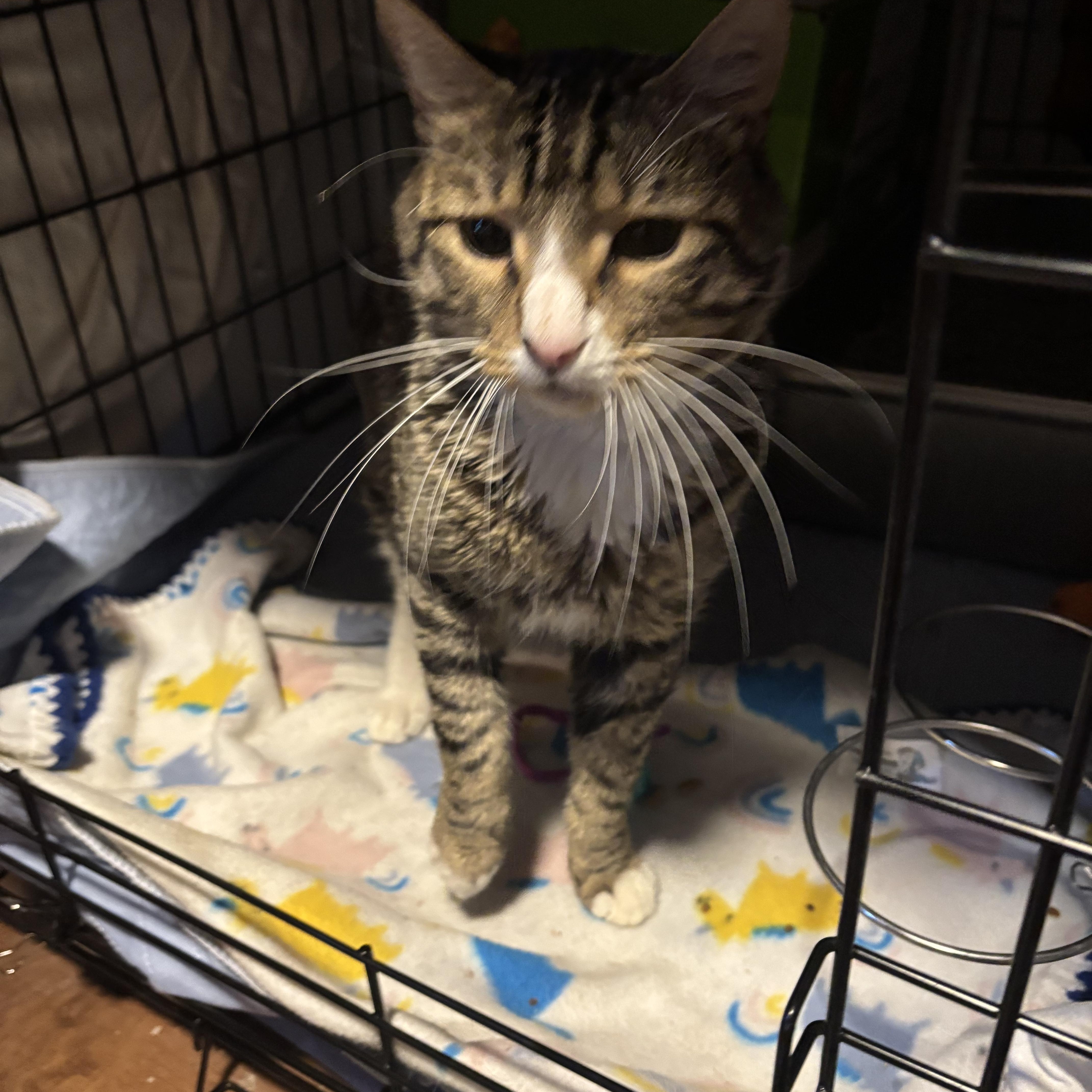 An adult large-sized male Black & White / Tuxedo Domestic Short Hair cat named Jack for adoption in Pittsburgh, PA