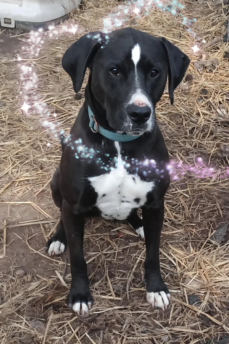 Prince Charming thumbnail 2