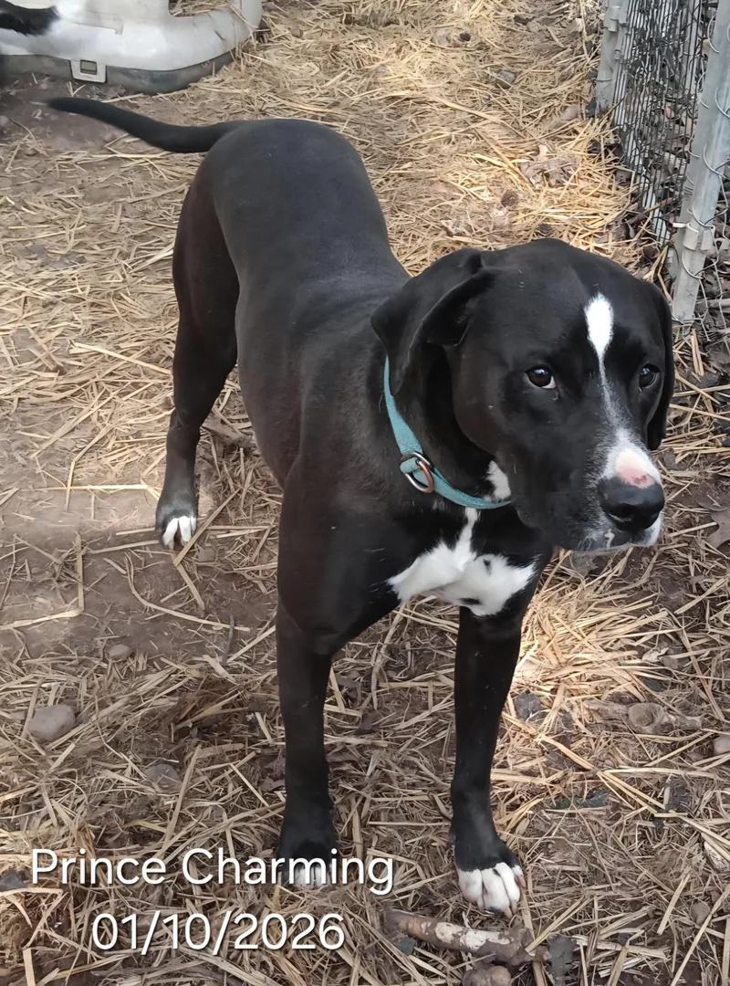 Prince Charming thumbnail 3