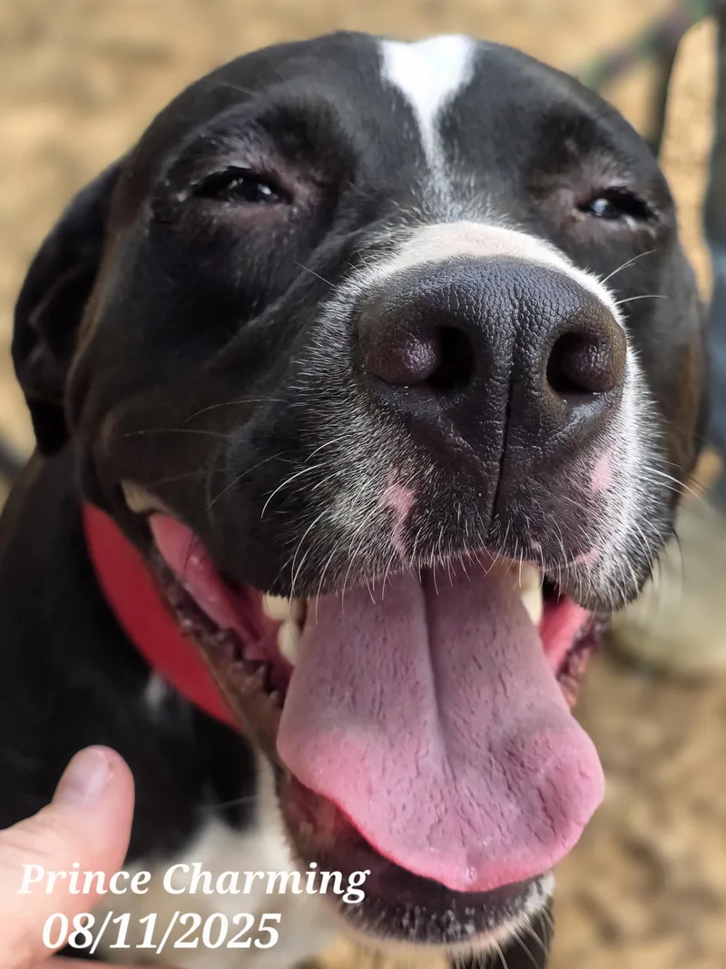 Prince Charming thumbnail 4