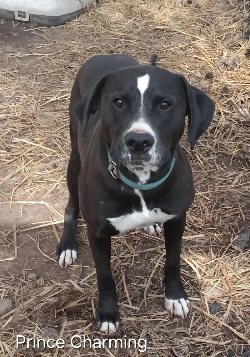 Prince Charming thumbnail 5