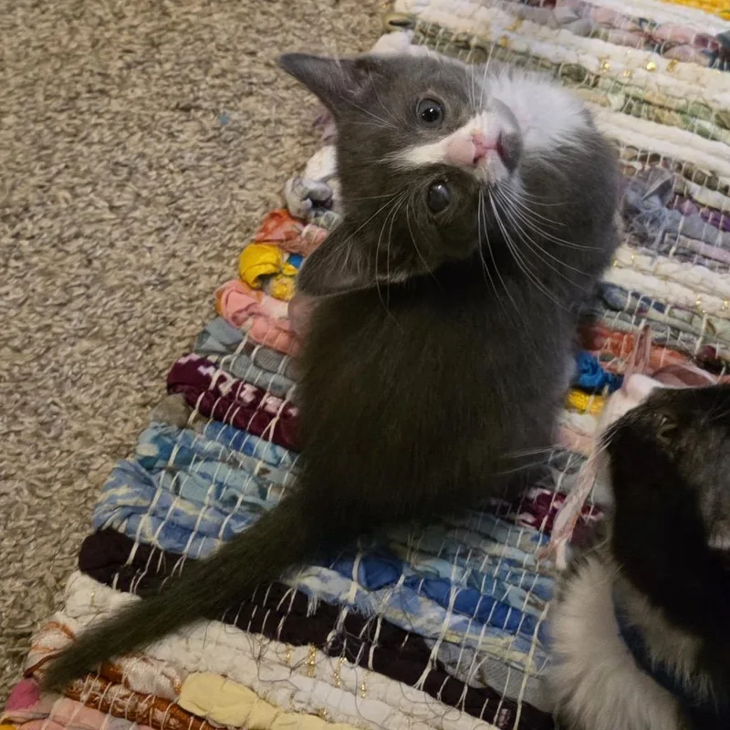 A baby small-sized male Gray / Blue / Silver Domestic Short Hair cat named Flint for adoption in Normal, IL