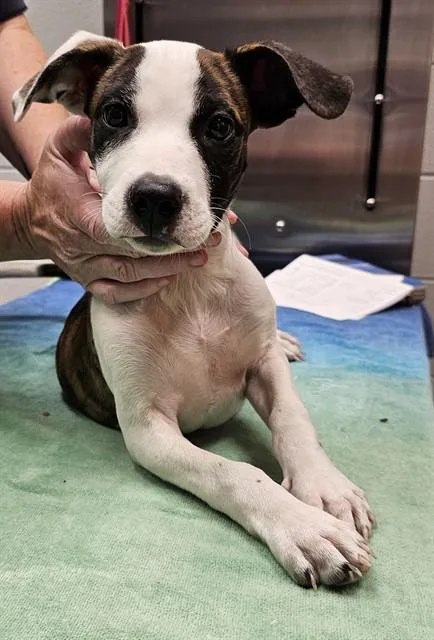 A baby medium-sized male Pit Bull Terrier dog named Hargrove for adoption in Huntsville, AL