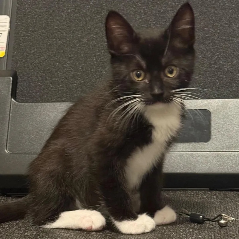 A baby small-sized male Black Domestic Short Hair cat named Tofu for adoption in Talent, OR