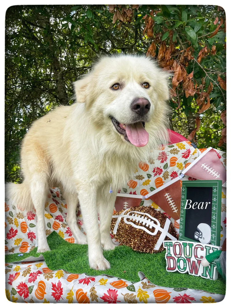 A young large-sized male Great Pyrenees dog named Bear for adoption in Sebring, FL