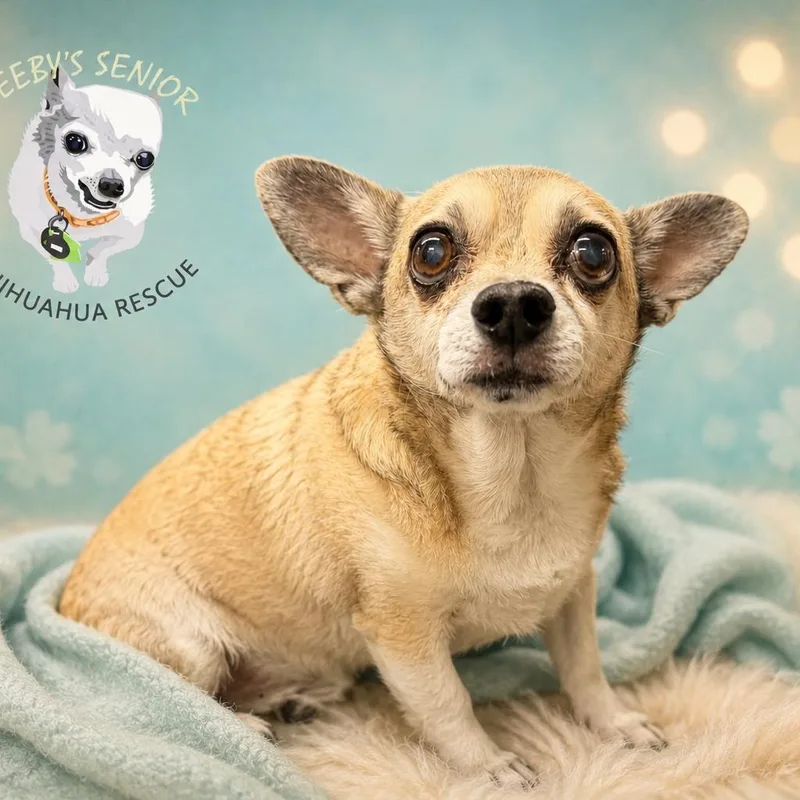 A senior small-sized male Yellow / Tan / Blond / Fawn Chihuahua dog named Tiny for adoption in Hudson, IL