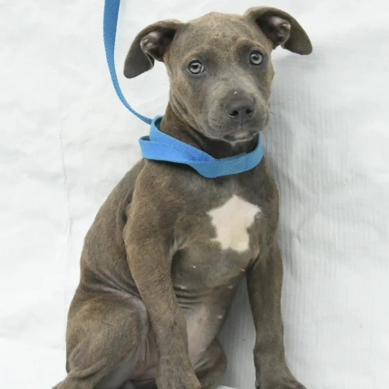 A baby medium-sized female Gray / Blue / Silver Mountain Cur dog named Fiona for adoption in Natchez, MS