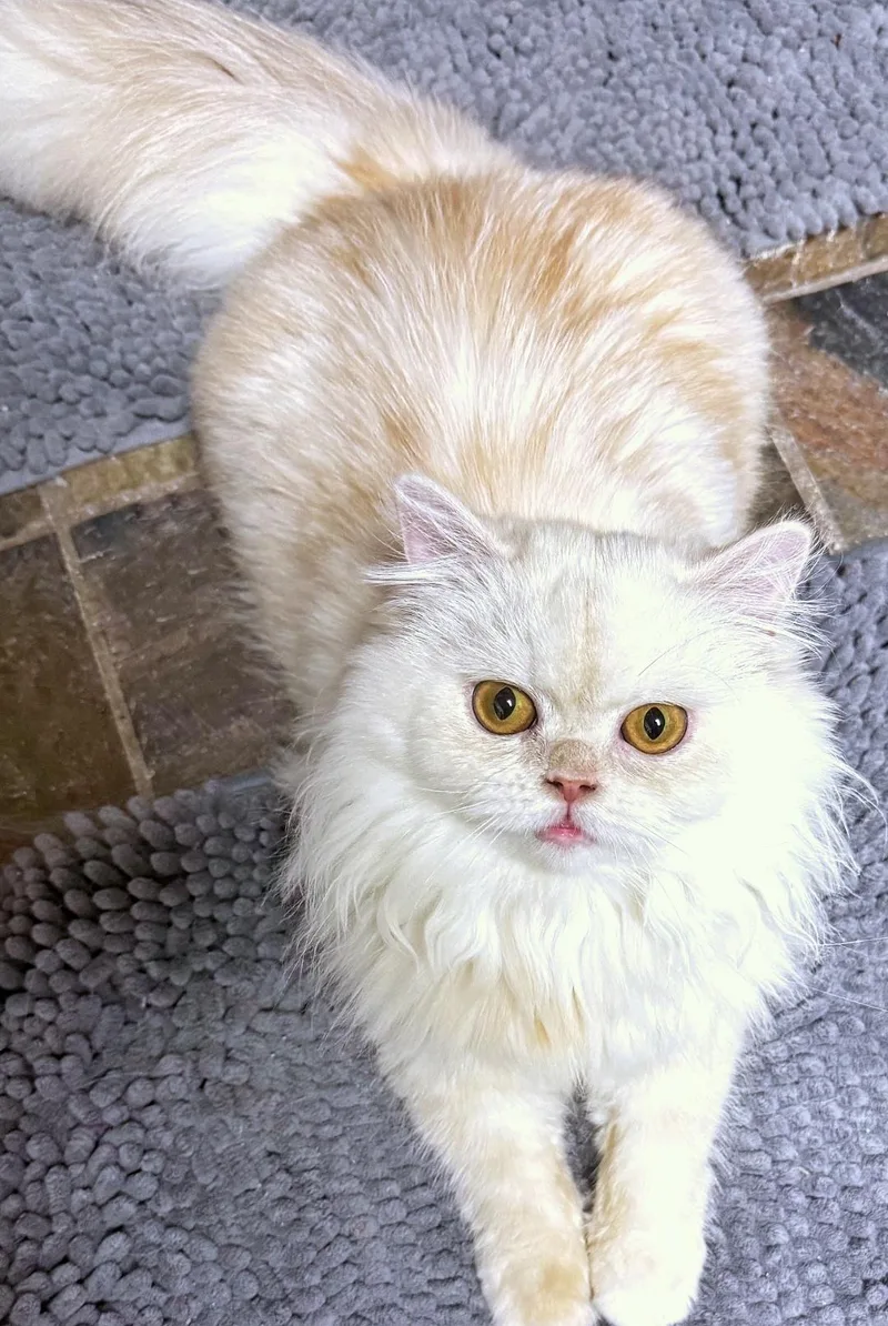 A baby medium-sized female Persian cat named Marscopone & Buerre for adoption in Converse, TX