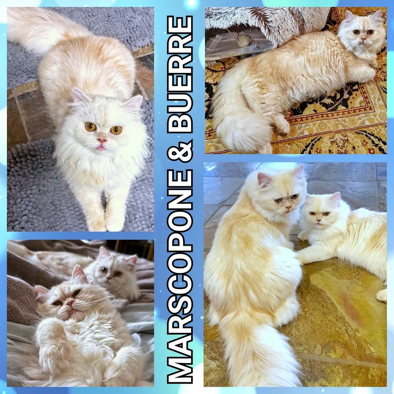 Marscopone & Buerre thumbnail 3