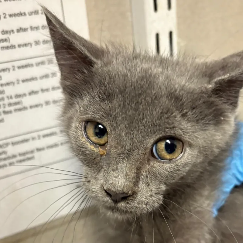 A baby small-sized female Gray / Blue / Silver Domestic Short Hair cat named Stormy for adoption in Yuma, AZ