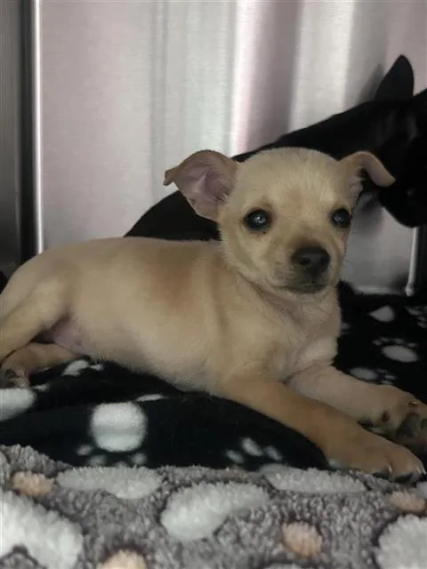 A baby large-sized male Mixed Breed dog named Boogie for adoption in Dallas, TX