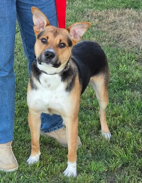 An adult large-sized male Shepherd dog named Buster for adoption in Mesquite, TX