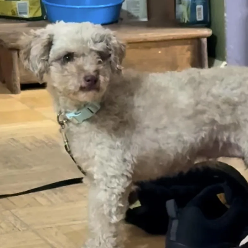 An adult small-sized female Poodle dog named Scarlett's Joy for adoption in Springfield, MO
