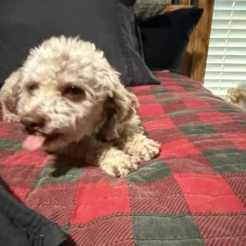 Scarlett's Joy thumbnail 2