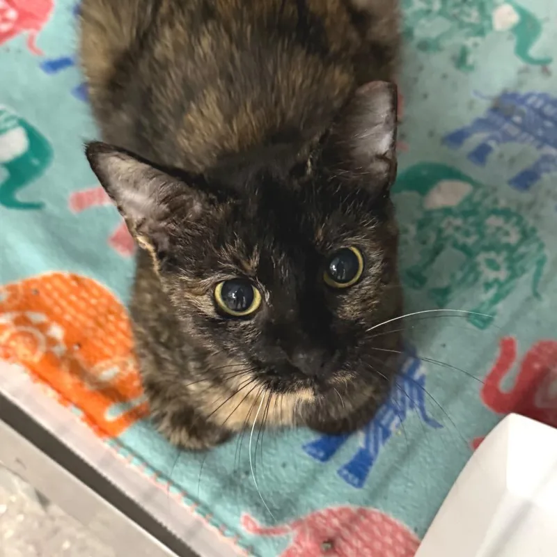 A young medium-sized female Tortoiseshell Domestic Short Hair cat named Louise Walker for adoption in Belleville, IL