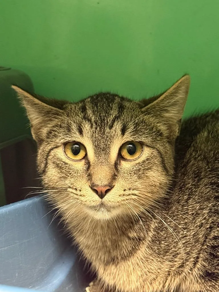 A baby small-sized male Domestic Short Hair cat named Nitrus for adoption in Utica, MI