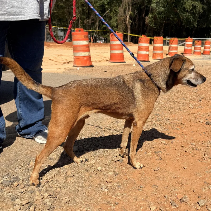 A senior small-sized male Brown / Chocolate Mixed Breed dog named Jb for adoption in Columbia, SC
