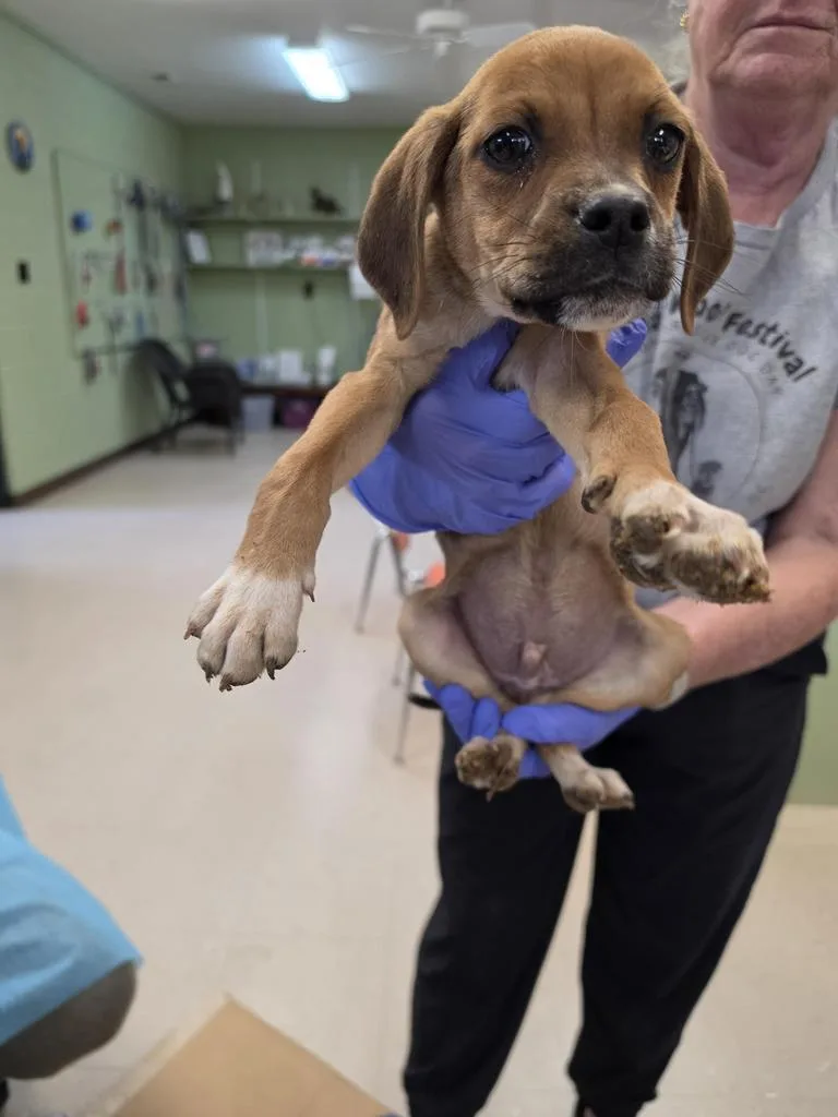 A baby medium-sized male Black Mouth Cur dog named Pumbaa for adoption in Burnsville, NC
