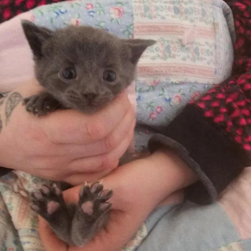 A baby small-sized male Gray / Blue / Silver Domestic Short Hair cat named Gus Green for adoption in Ferndale, WA