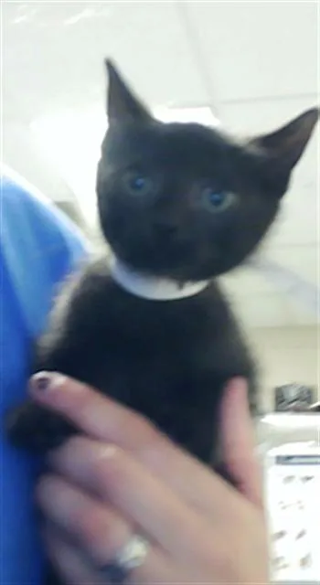 A baby small-sized female Domestic Short Hair cat named Saturn for adoption in Fayetteville, NC