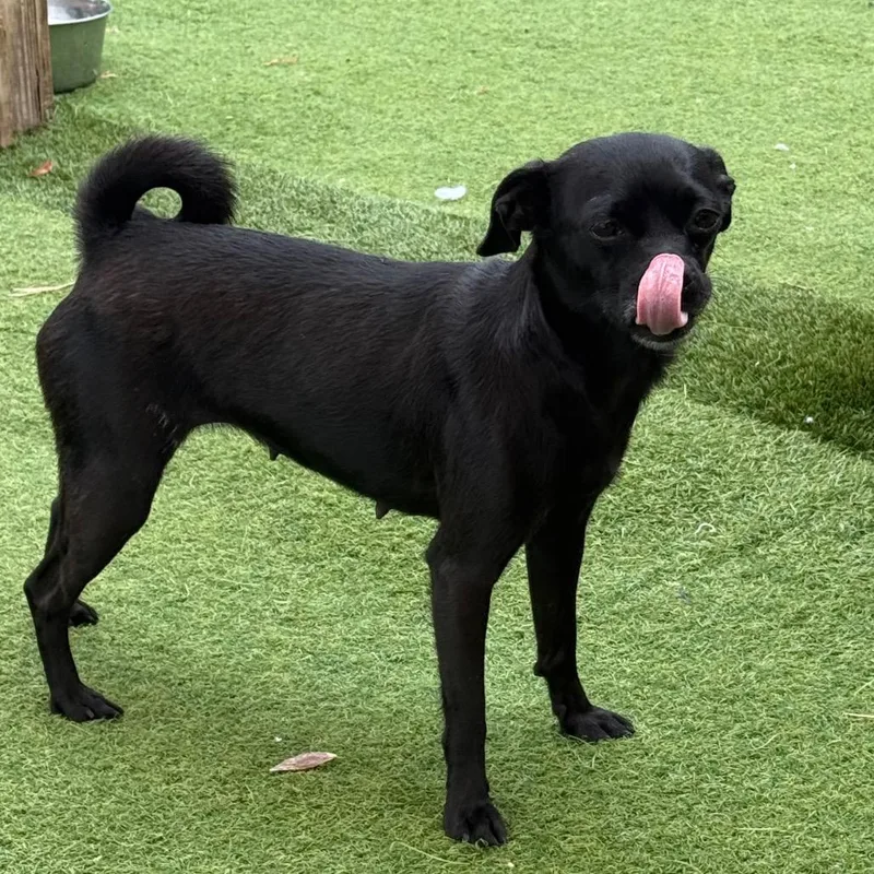 An adult small-sized female Black Chihuahua dog named Mia for adoption in LOXAHATCHEE, FL