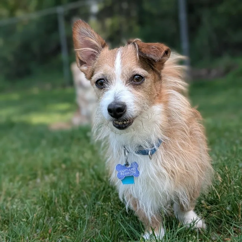 An adult small-sized male Dachshund dog named Ren for adoption in Fenton, MI