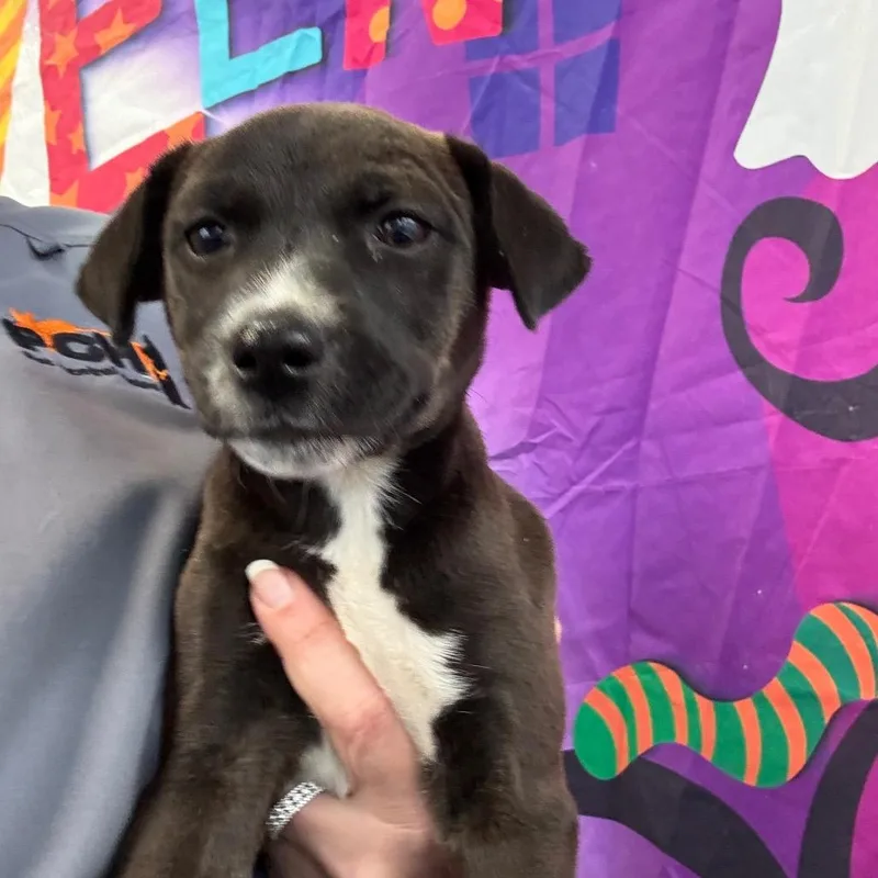 A baby medium-sized female Black Australian Shepherd dog named Sun for adoption in Normal, IL