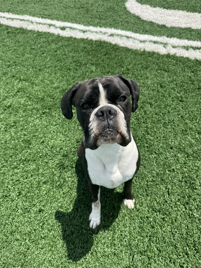 An adult medium-sized male Boxer dog named Totoro for adoption in Glenwood , IA