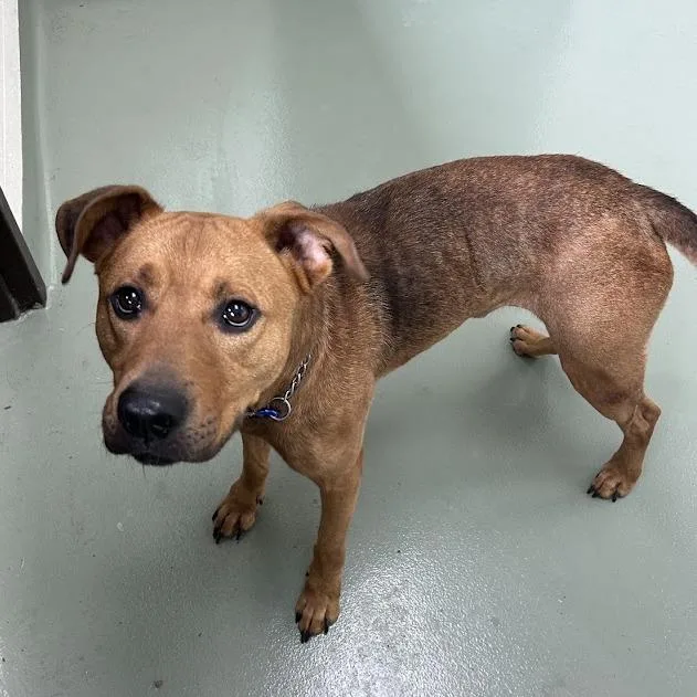 An adult medium-sized male Terrier dog named Tumbleweed for adoption in Verona, VA