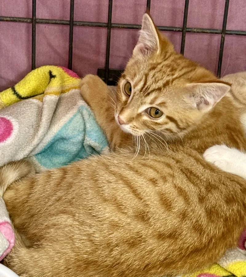 A baby medium-sized male Tabby (Orange / Red) Tabby cat named Sam for adoption in Maywood, IL