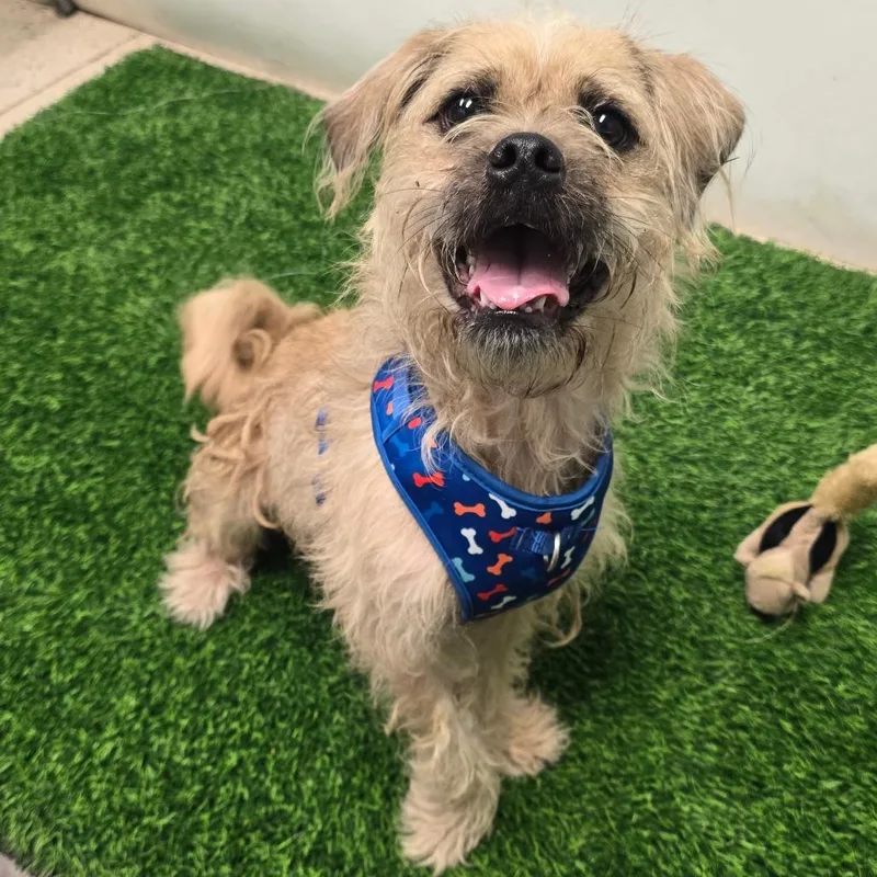 A young small-sized male Yellow / Tan / Blond / Fawn Terrier dog named Ronny for adoption in Columbia, MO