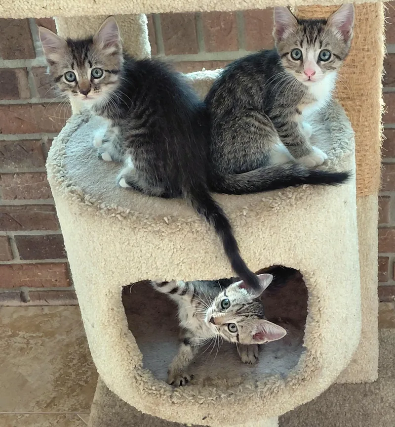 A baby small-sized male Tabby cat named Trevor for adoption in Melbourne, FL