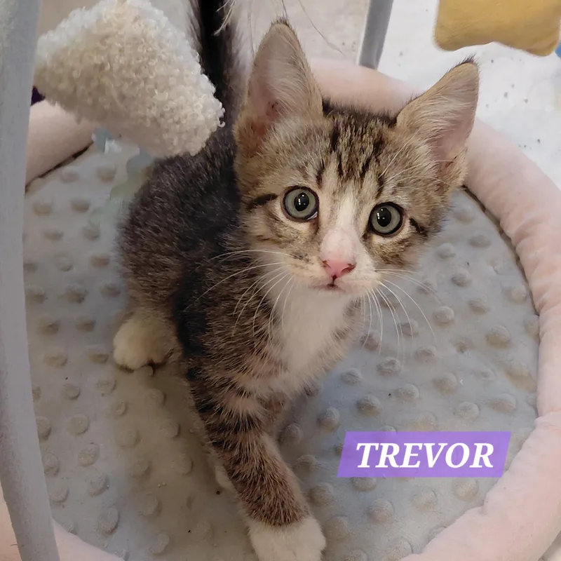 Trevor thumbnail 2