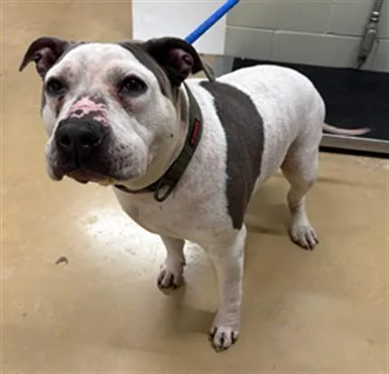 An adult extra large-sized female American Bulldog dog named Tiny for adoption in Minneapolis, MN
